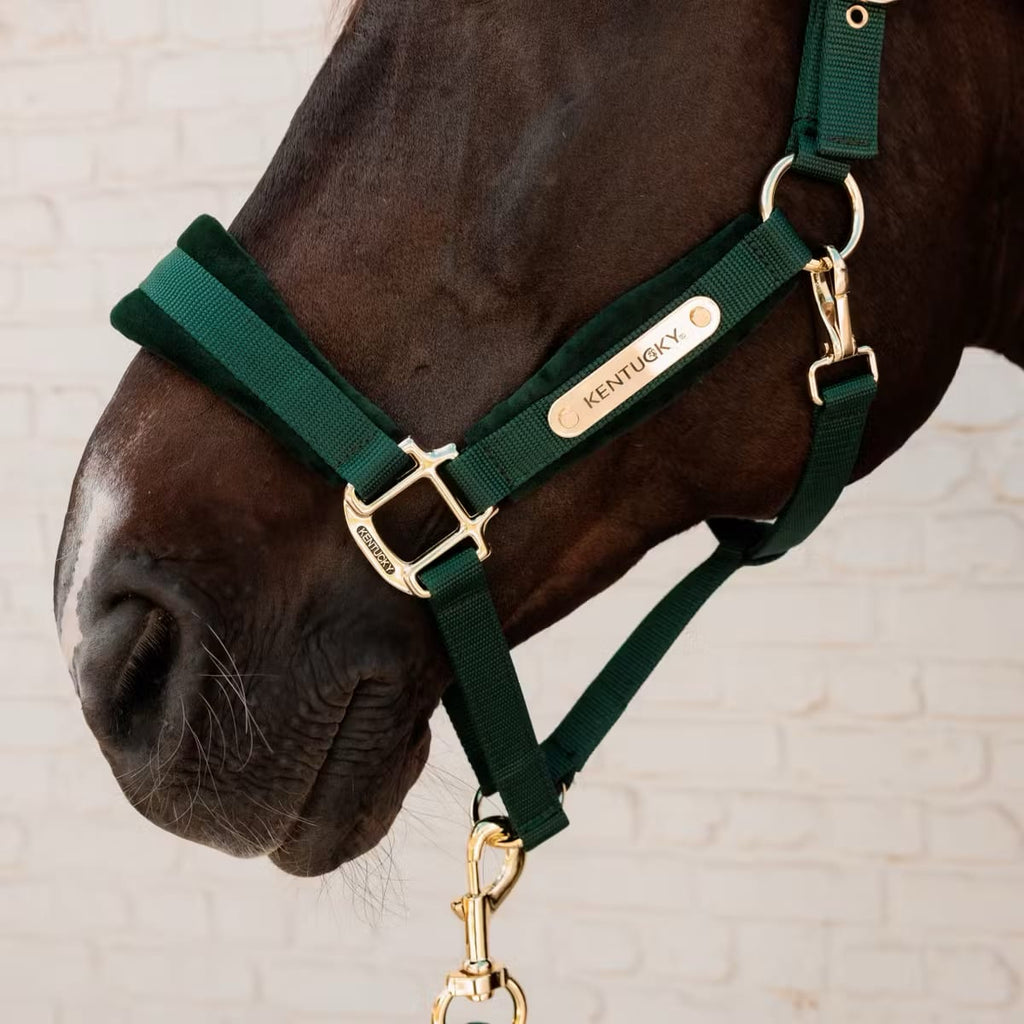 Kentucky Velvet Halter - Løwenborg - Kentucky Horsewear