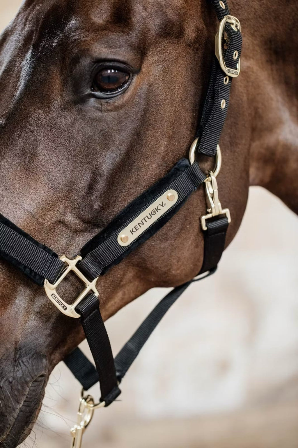 Kentucky Velvet Halter - Løwenborg - Kentucky Horsewear