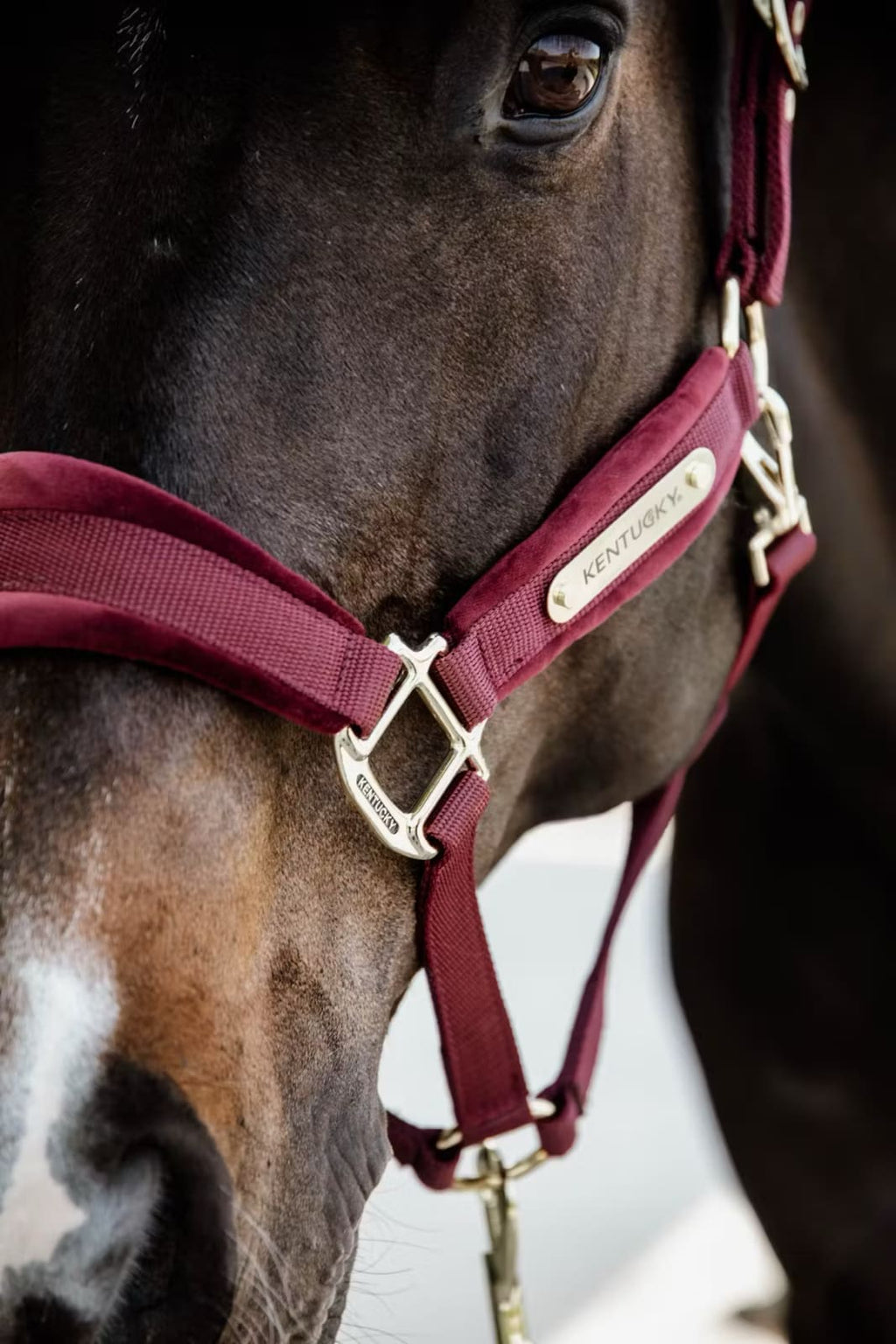 Kentucky Velvet Halter - Løwenborg - Kentucky Horsewear