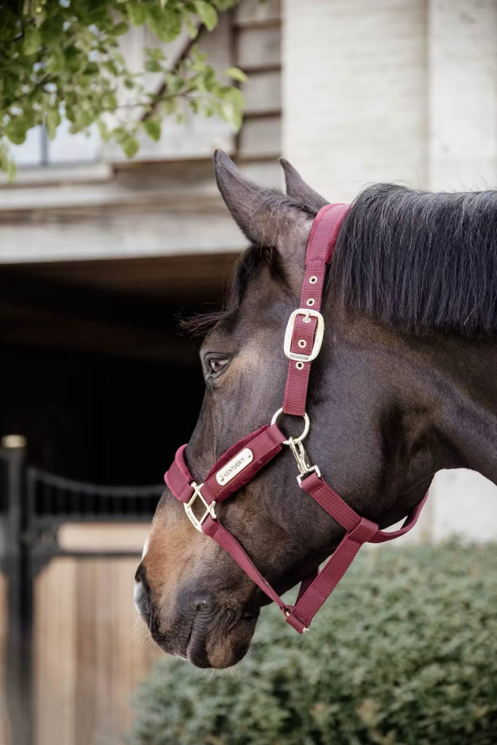 Kentucky Velvet Halter - Løwenborg - Kentucky Horsewear