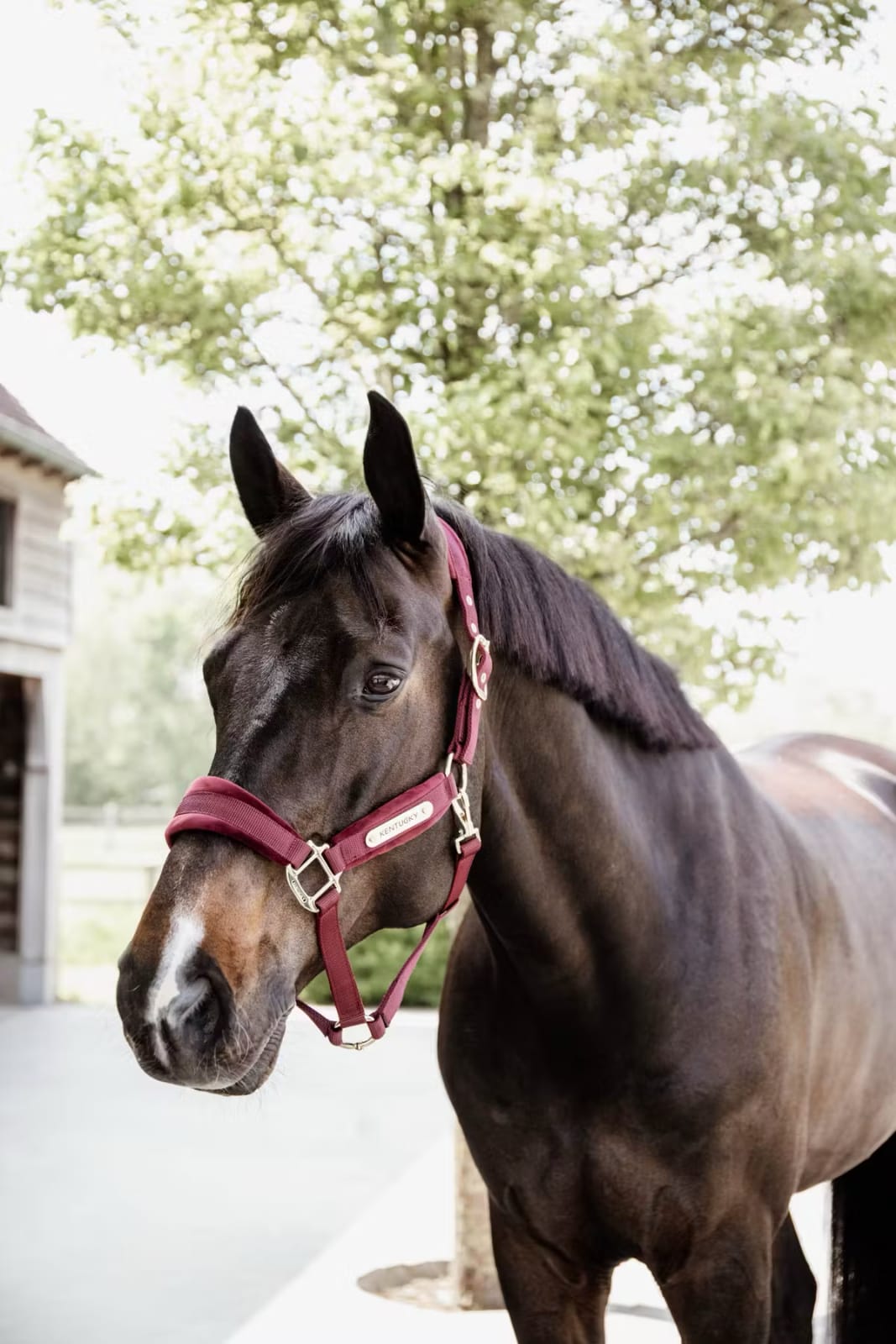 Kentucky Velvet Halter - Løwenborg - Kentucky Horsewear