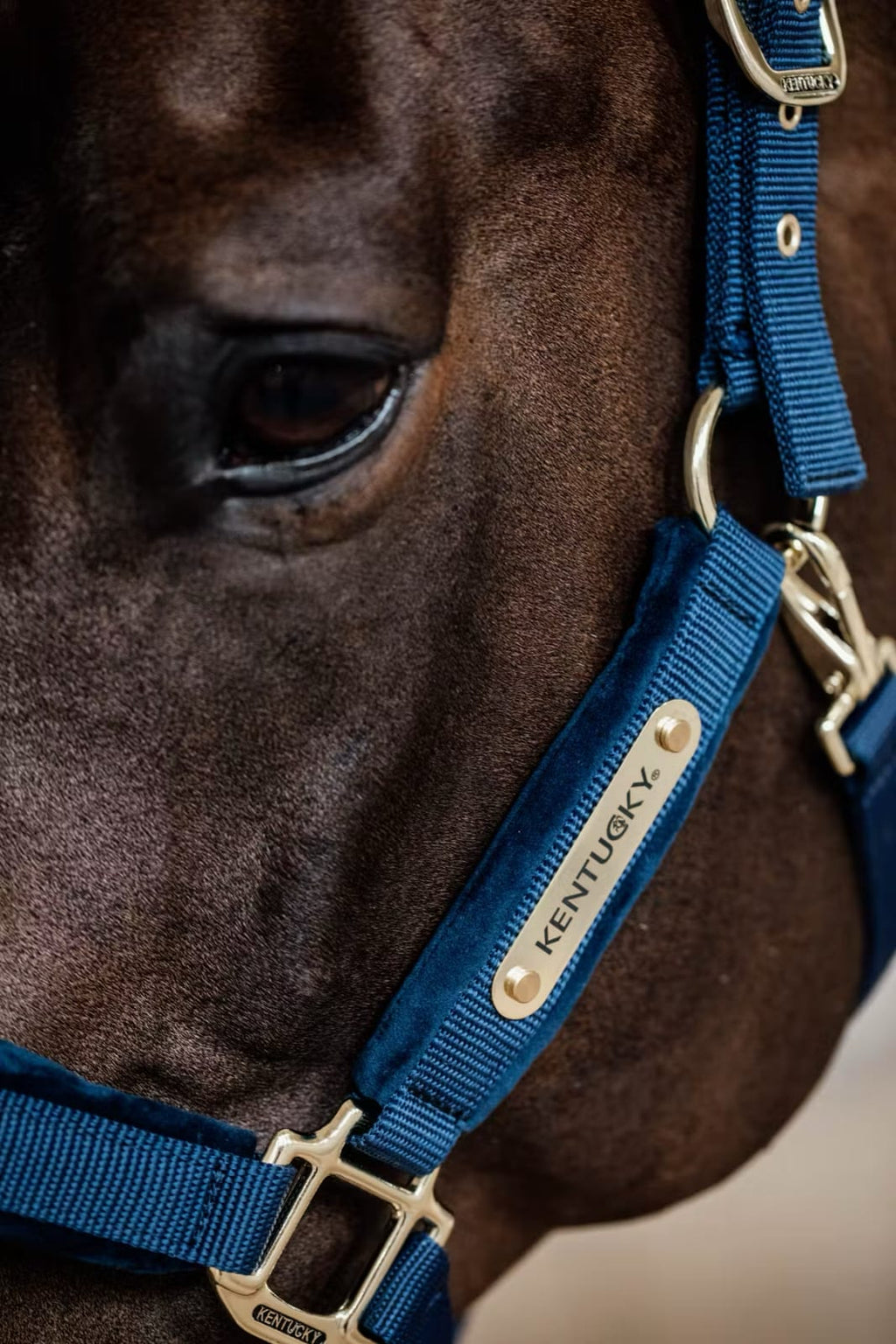 Kentucky Velvet Halter - Løwenborg - Kentucky Horsewear
