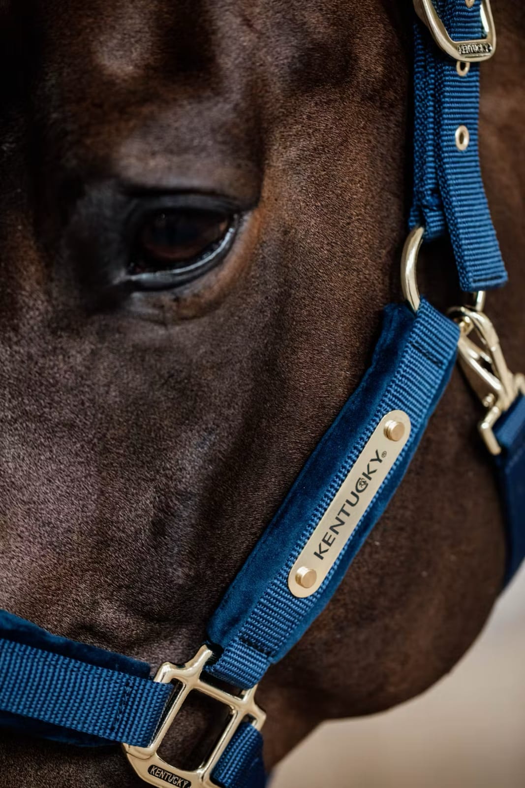 Kentucky Velvet Halter - Løwenborg - Kentucky Horsewear