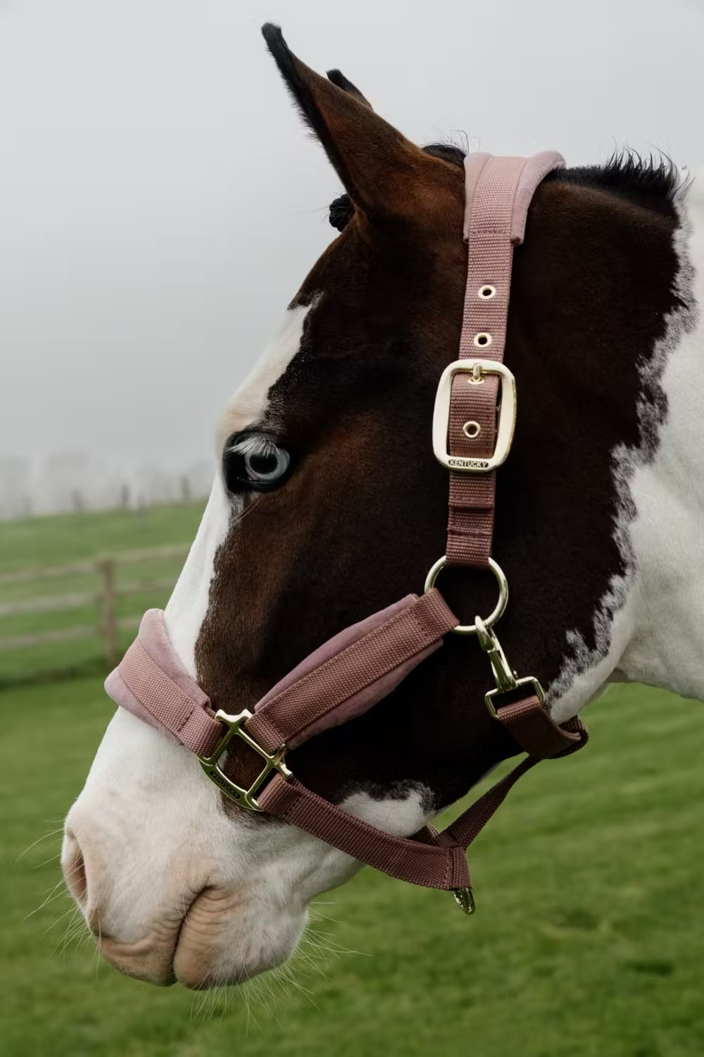 Kentucky Velvet Halter - Løwenborg - Kentucky Horsewear