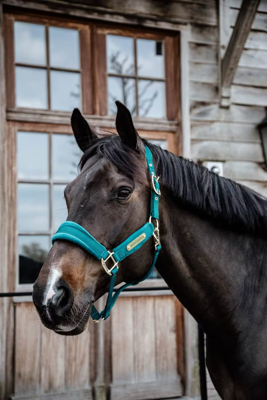 Kentucky Velvet Halter - Løwenborg - Kentucky Horsewear