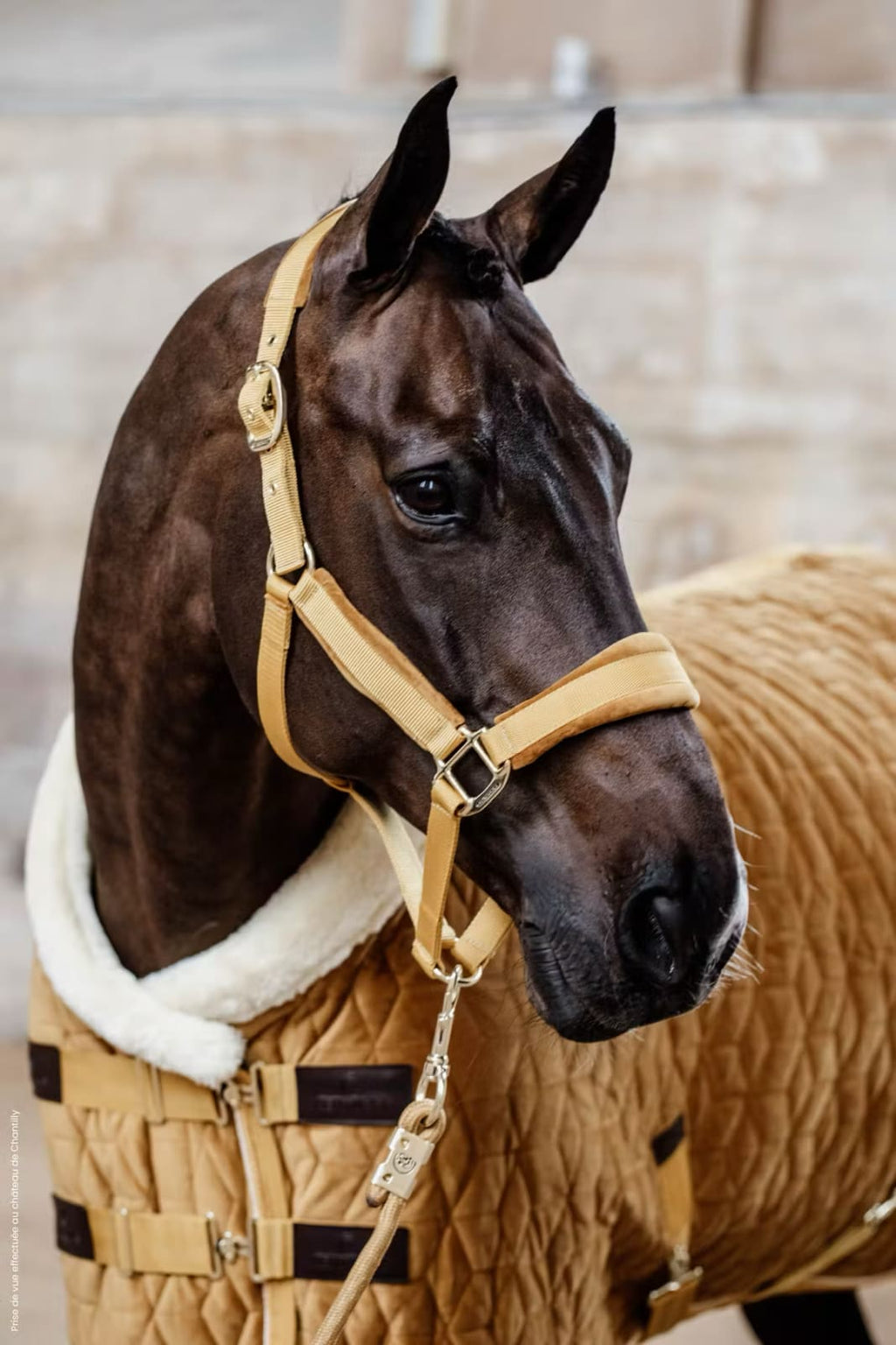 Kentucky Velvet Halter - Løwenborg - Kentucky Horsewear