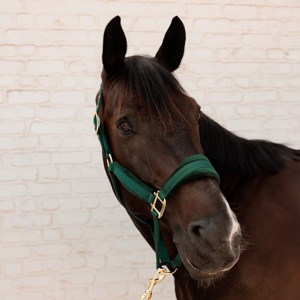 Kentucky Velvet Halter - Løwenborg - Kentucky Horsewear