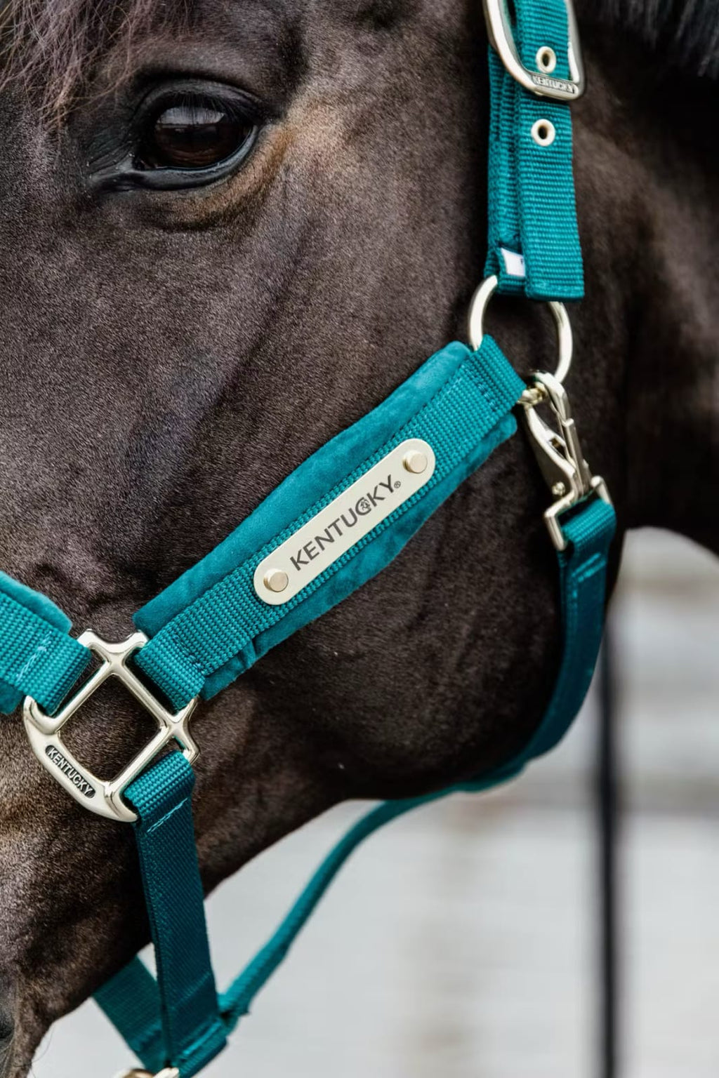 Kentucky Velvet Halter - Løwenborg - Kentucky Horsewear