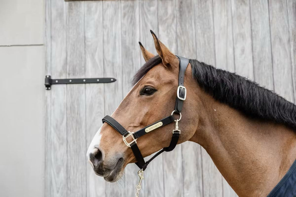 Kentucky Nylon Anatomic Halter - Løwenborg - Kentucky Horsewear
