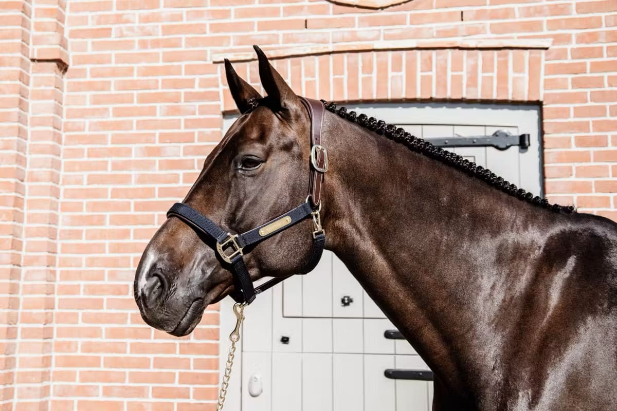 Kentucky Nylon Anatomic Halter - Løwenborg - Kentucky Horsewear