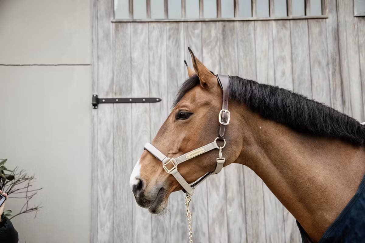 Kentucky Nylon Anatomic Halter - Løwenborg - Kentucky Horsewear