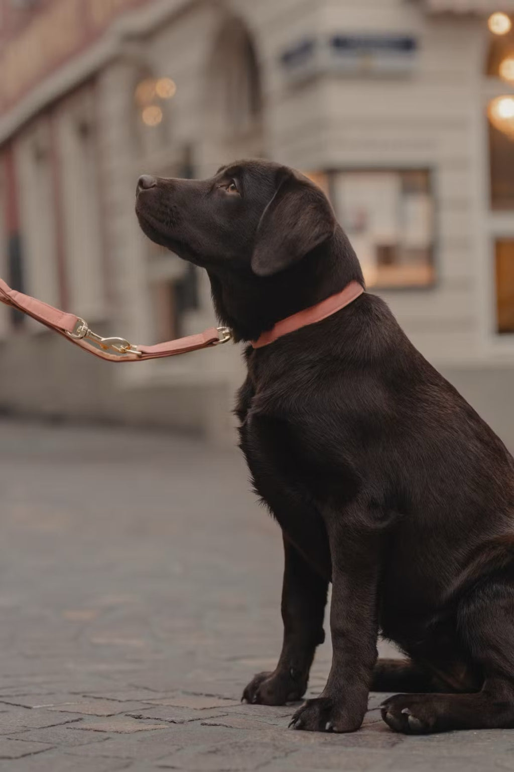 Kentucky Dog Collar Vegan Leather