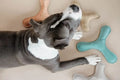 Kentucky Dog Toy Pastel Boomerang - Løwenborg - Kentucky Dogwear