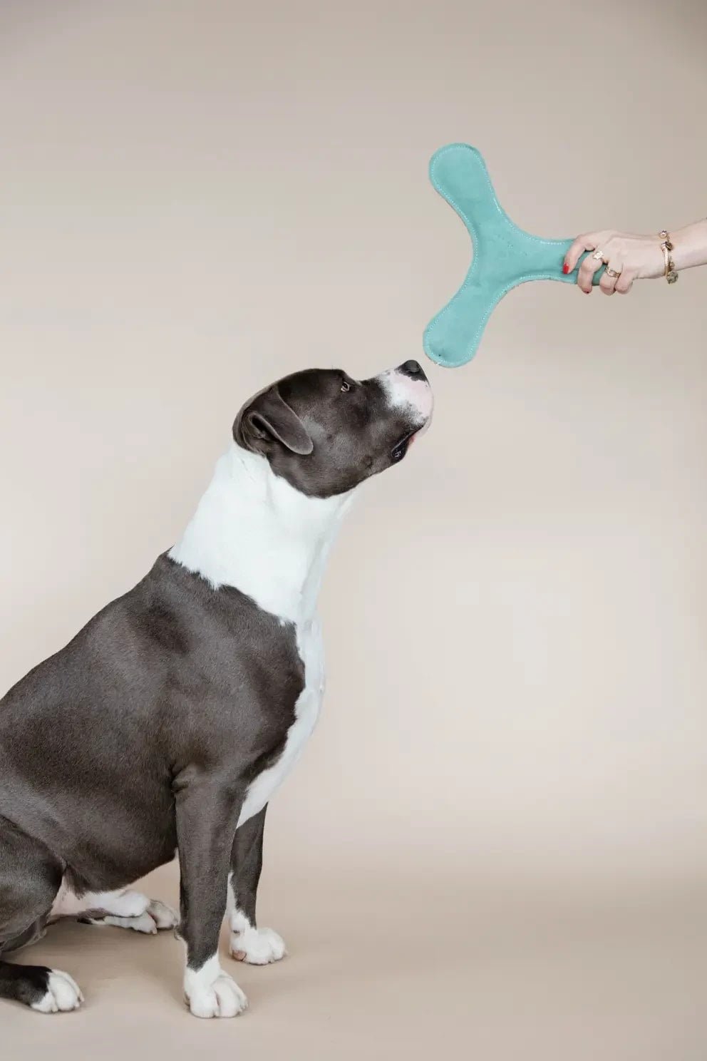Kentucky Dog Toy Pastel Boomerang - Løwenborg - Kentucky Dogwear