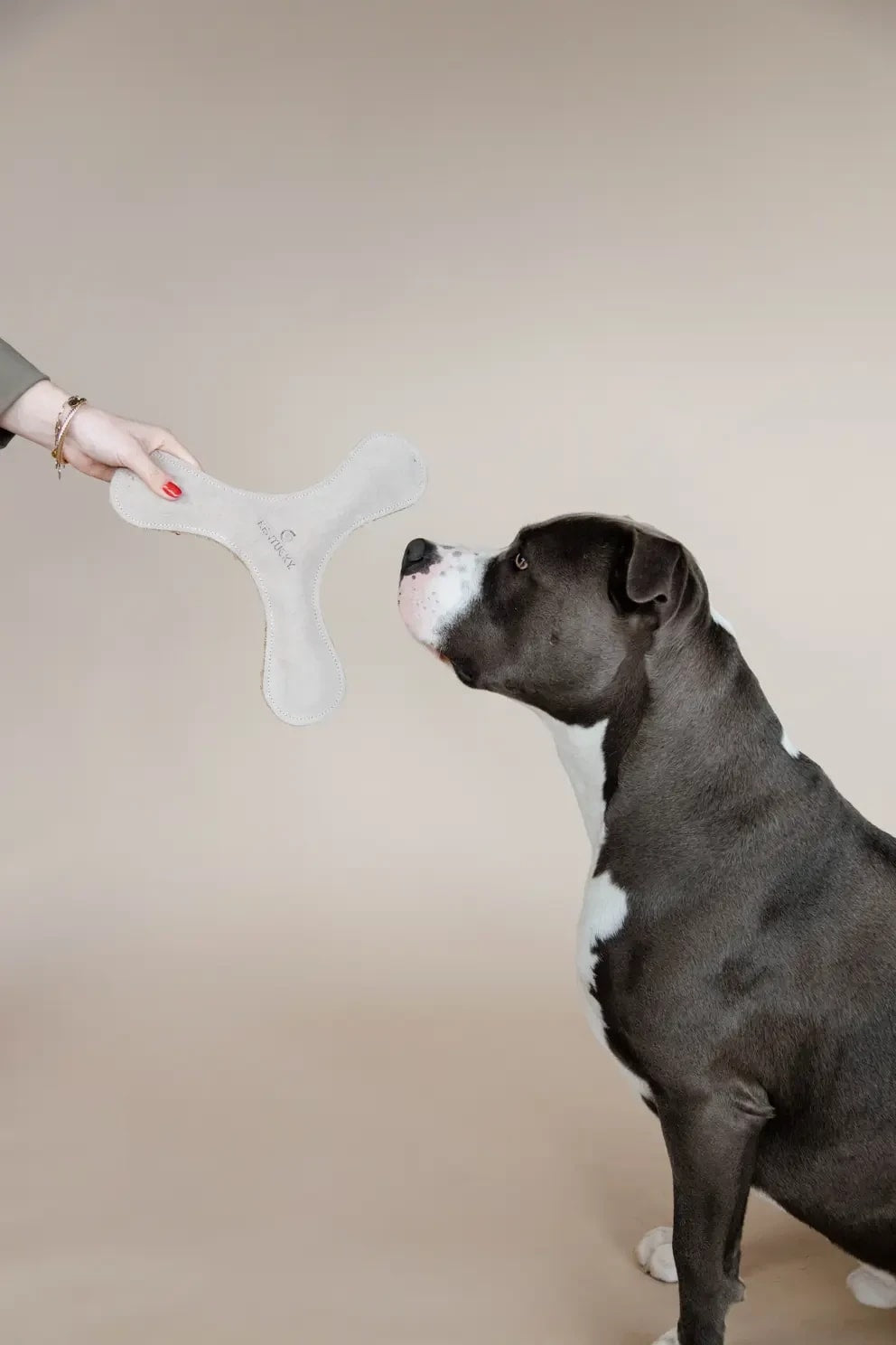 Kentucky Dog Toy Pastel Boomerang