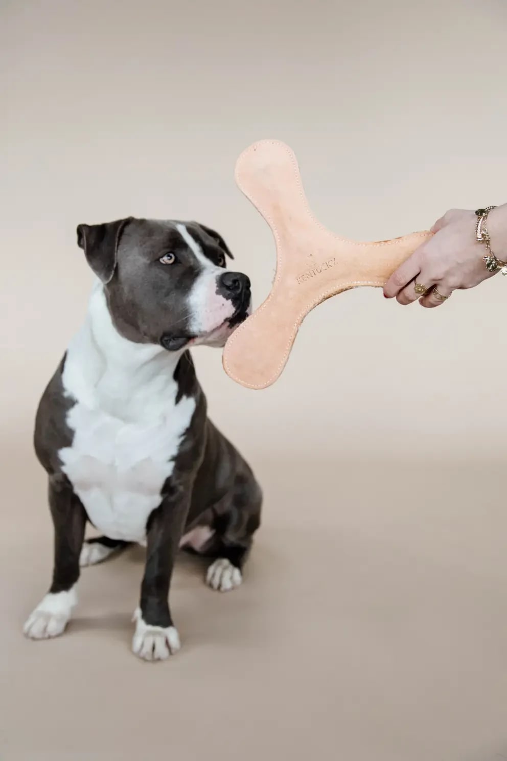 Kentucky Dog Toy Pastel Boomerang - Løwenborg - Kentucky Dogwear