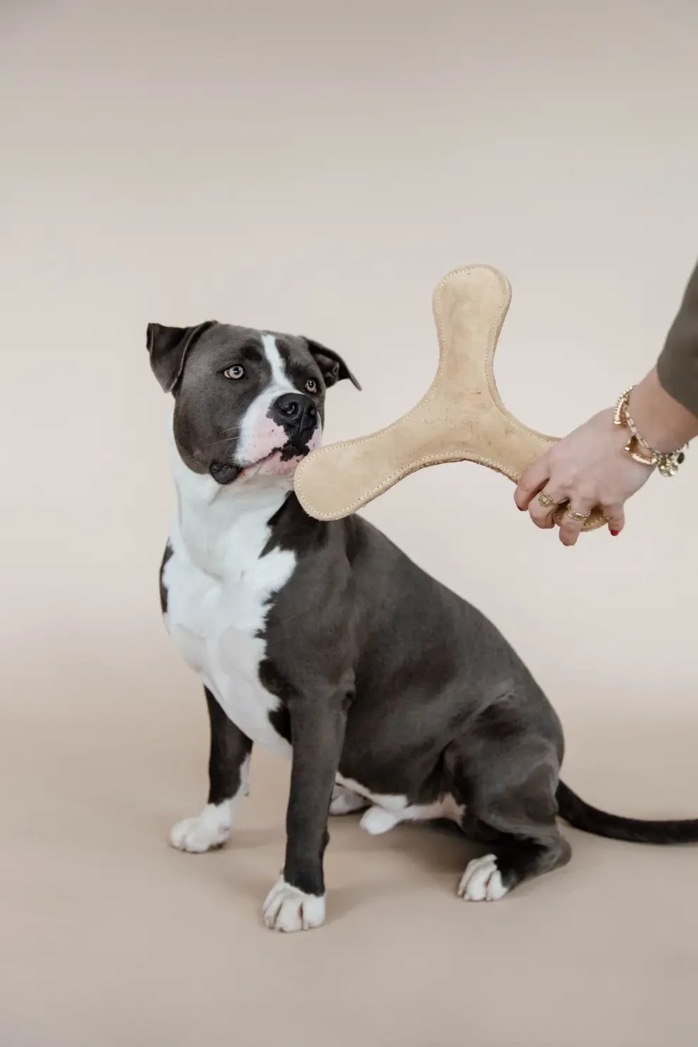 Kentucky Dog Toy Pastel Boomerang - Løwenborg - Kentucky Dogwear