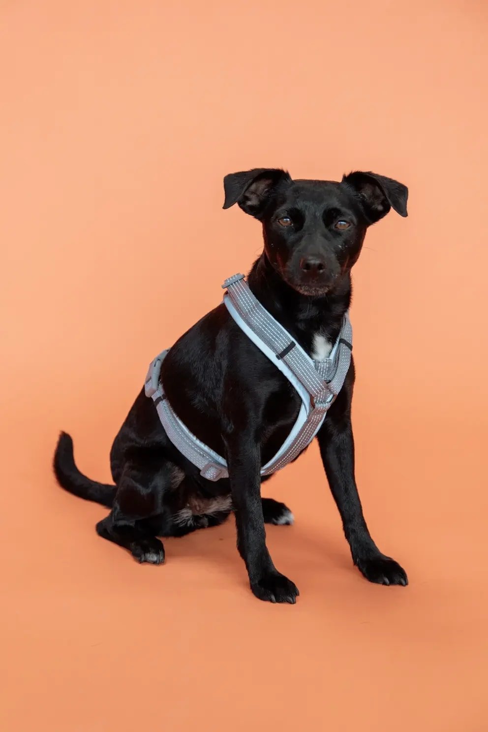 Kentucky Dog Harness Active Reflectiv - Løwenborg - Kentucky Dogwear