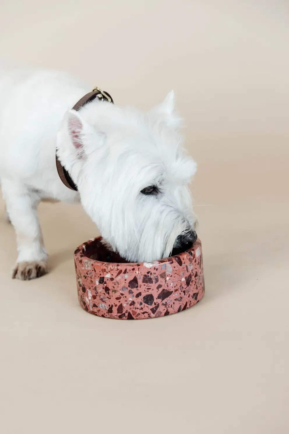 Kentucky Dog Bowl Terrazzo Stone - Løwenborg - Kentucky Dogwear