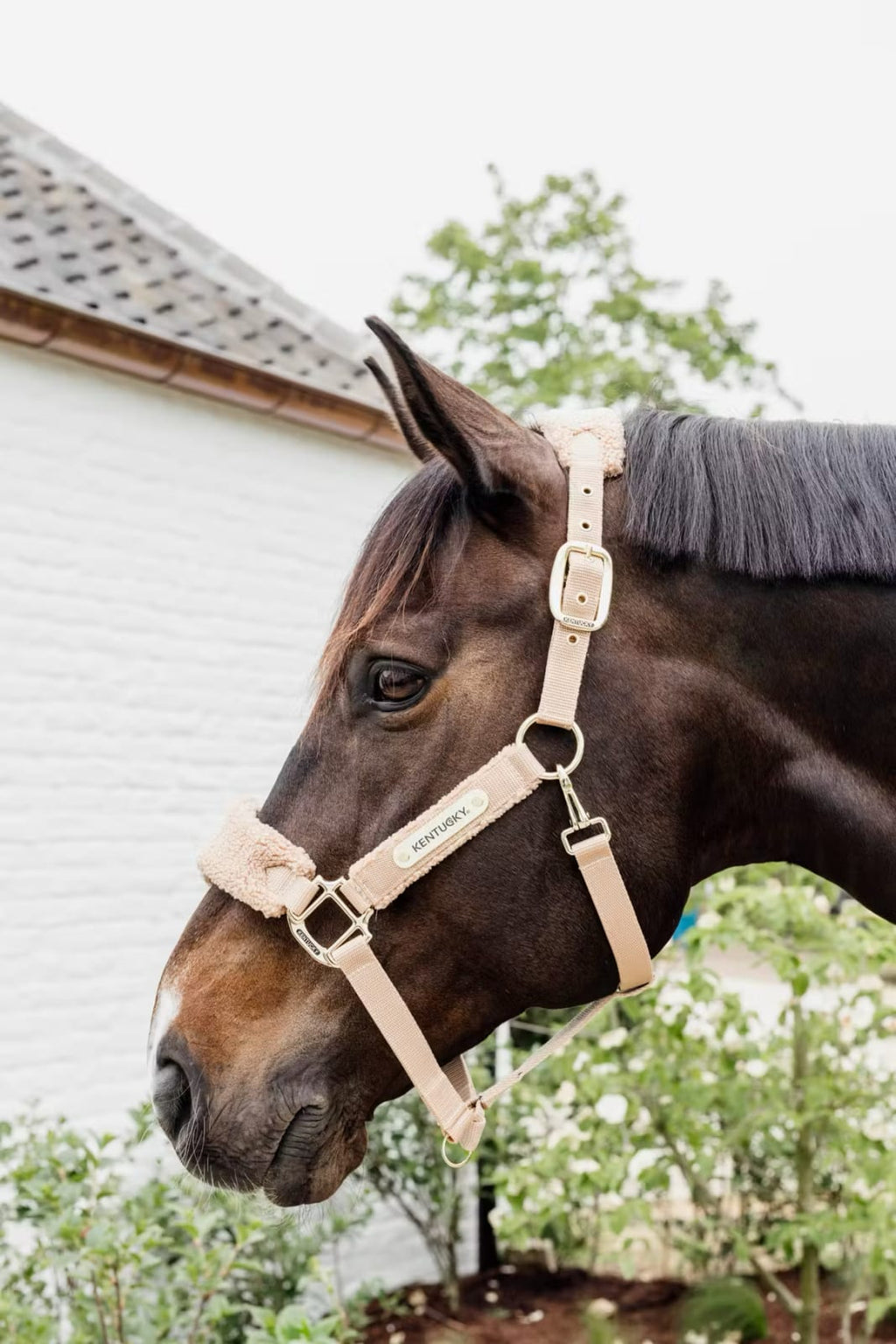 Kentucky Teddy Fleece Halter - Løwenborg - Kentucky Horsewear