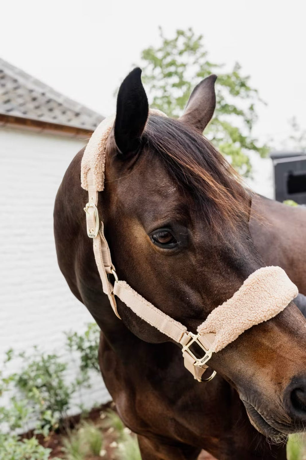 Kentucky Teddy Fleece Halter - Løwenborg - Kentucky Horsewear