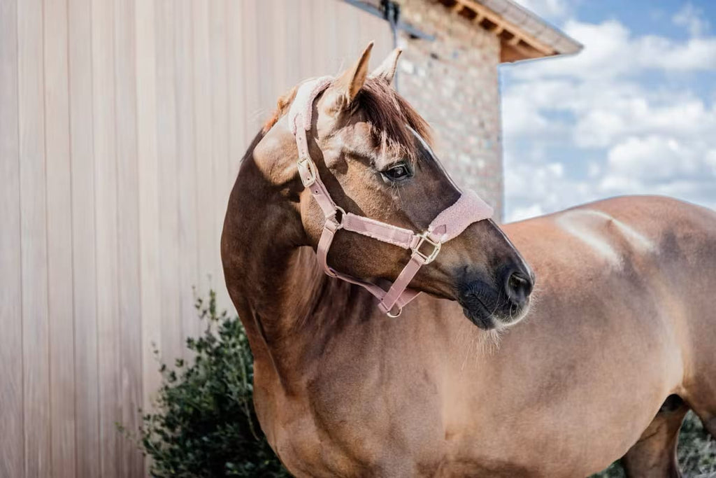Kentucky Teddy Fleece Halter - Løwenborg - Kentucky Horsewear