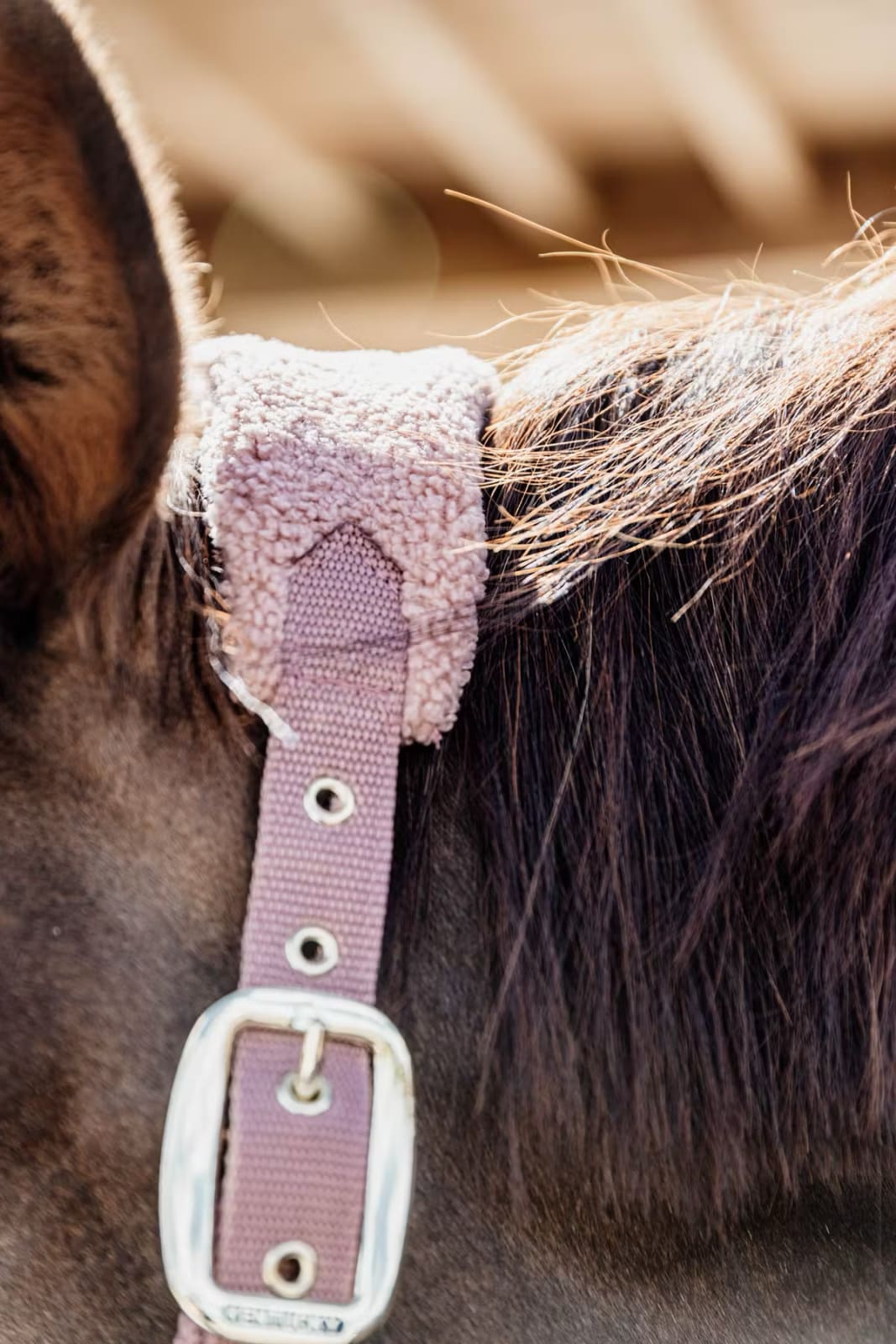 Kentucky Teddy Fleece Halter - Løwenborg - Kentucky Horsewear