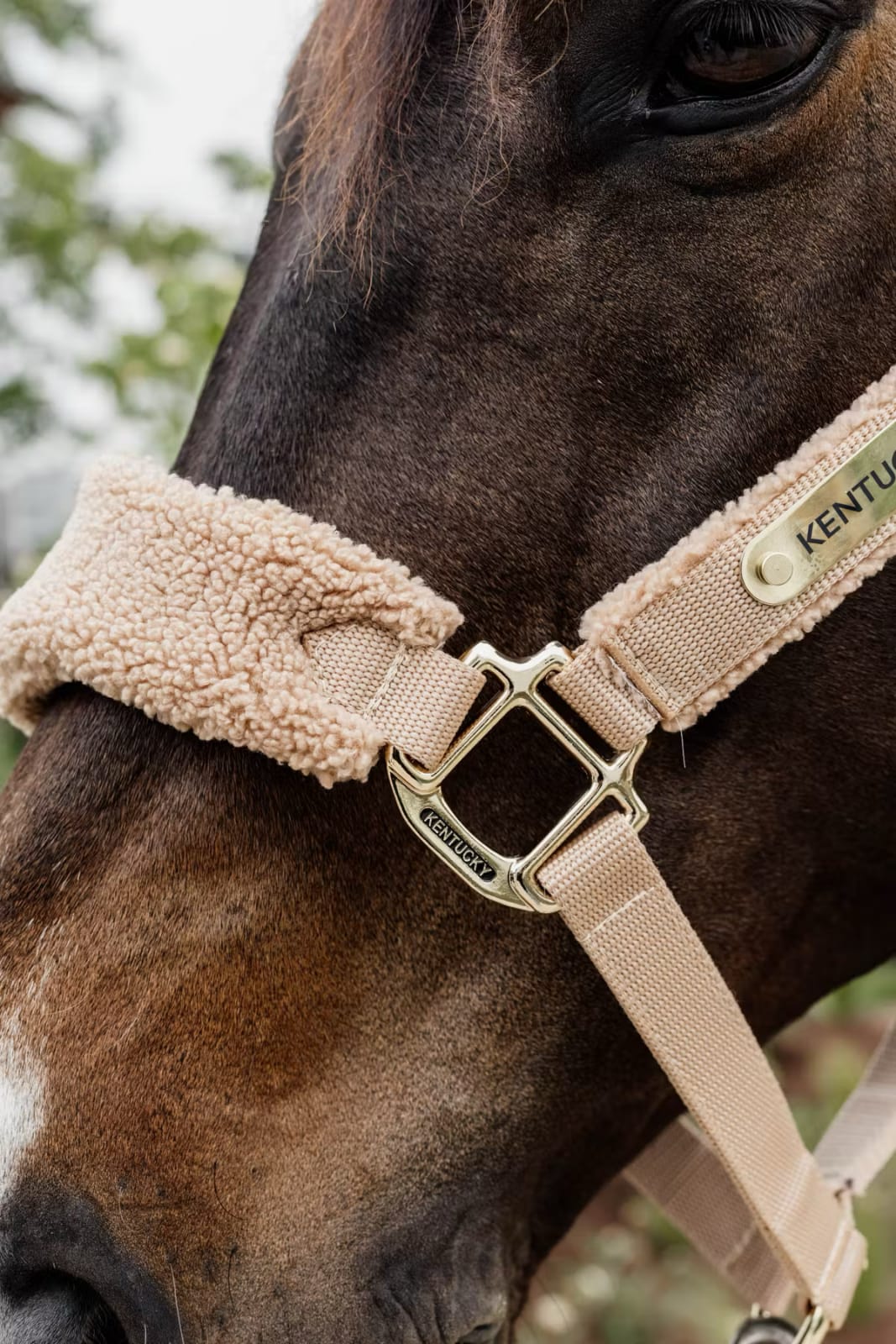 Kentucky Teddy Fleece Halter