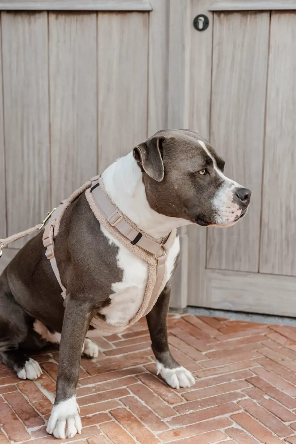 Kentucky Dog Harness Active Teddy Fleece - Løwenborg - Kentucky Dogwear