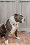 Kentucky Dog Harness Active Teddy Fleece - Løwenborg - Kentucky Dogwear