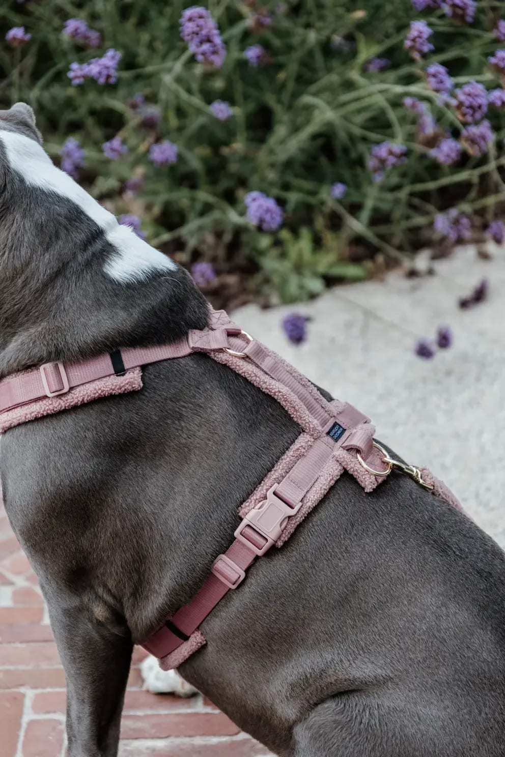 Kentucky Dog Harness Active Teddy Fleece - Løwenborg - Kentucky Dogwear