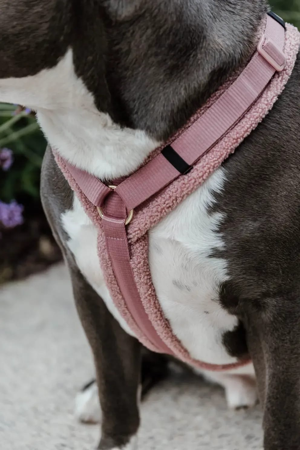 Kentucky Dog Harness Active Teddy Fleece - Løwenborg - Kentucky Dogwear