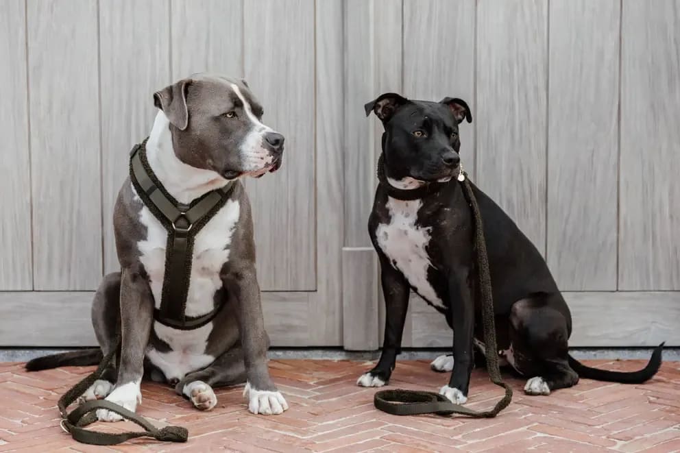 Kentucky Dog Harness Active Teddy Fleece - Løwenborg - Kentucky Dogwear