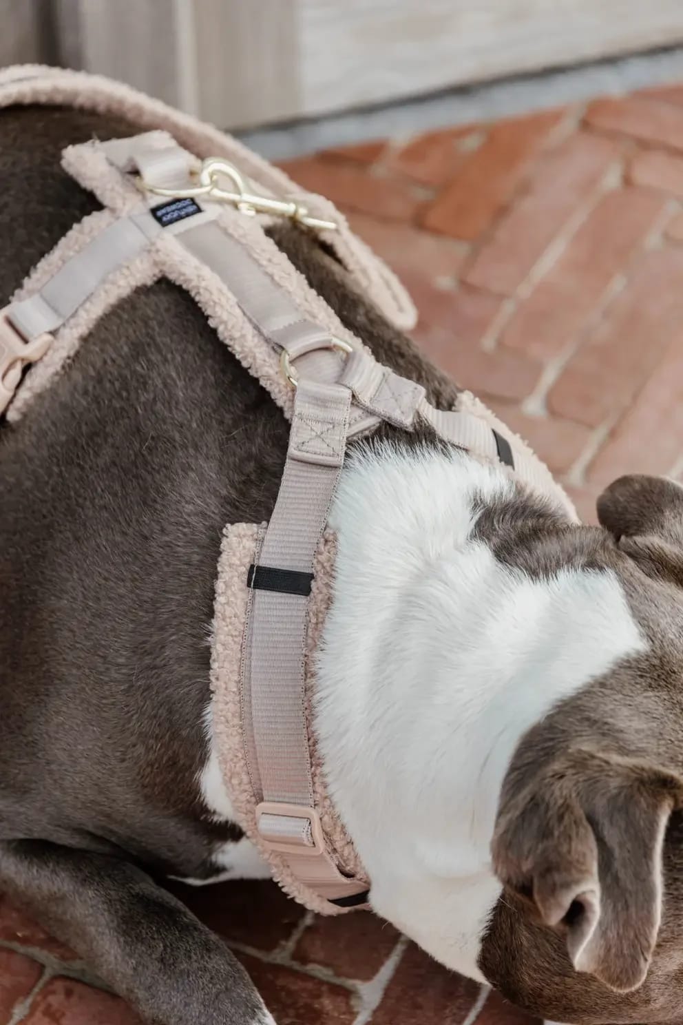 Kentucky Dog Harness Active Teddy Fleece - Løwenborg - Kentucky Dogwear