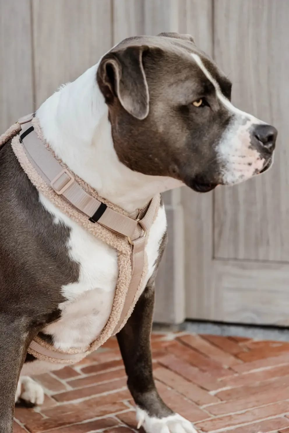 Kentucky Dog Harness Active Teddy Fleece - Løwenborg - Kentucky Dogwear