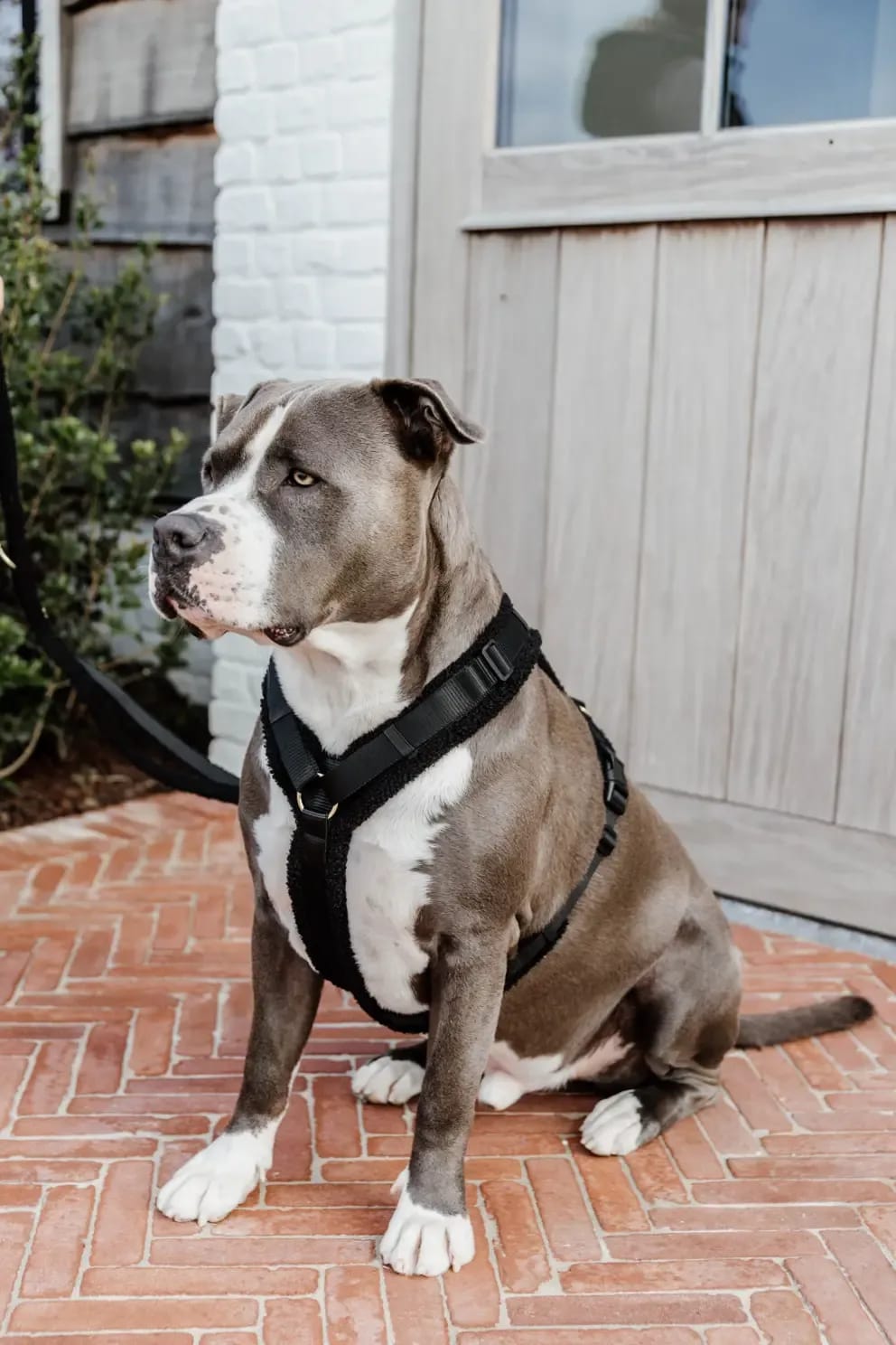 Kentucky Dog Harness Active Teddy Fleece - Løwenborg - Kentucky Dogwear