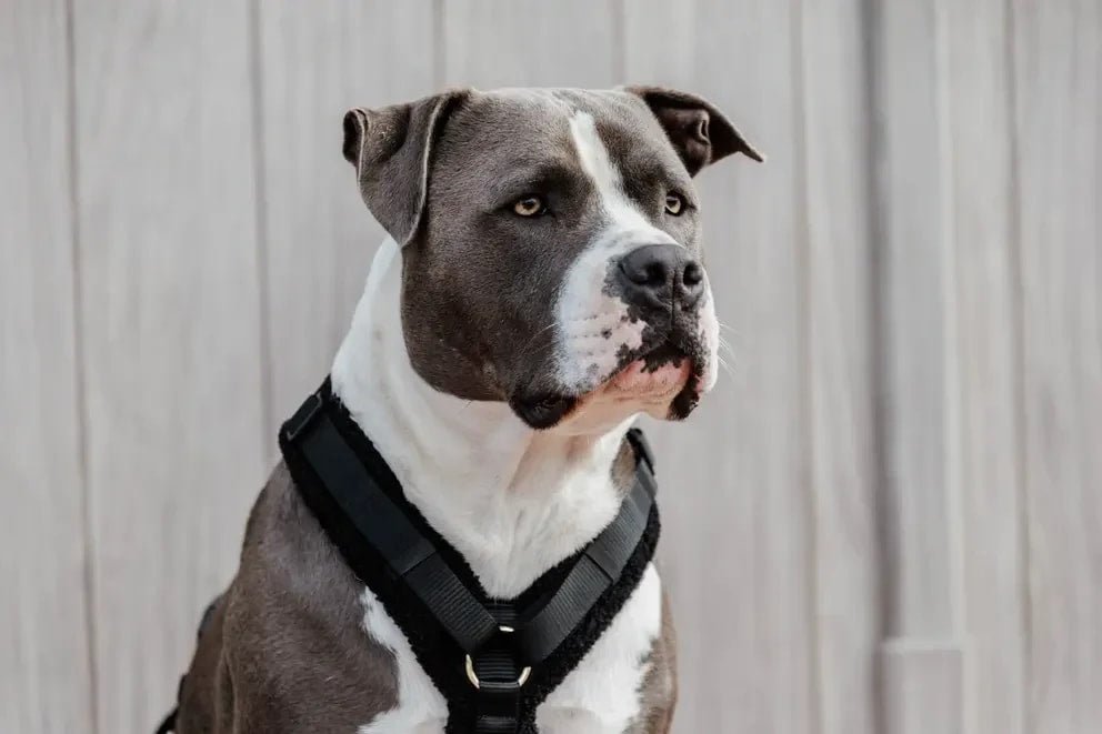 Kentucky Dog Harness Active Teddy Fleece - Løwenborg - Kentucky Dogwear