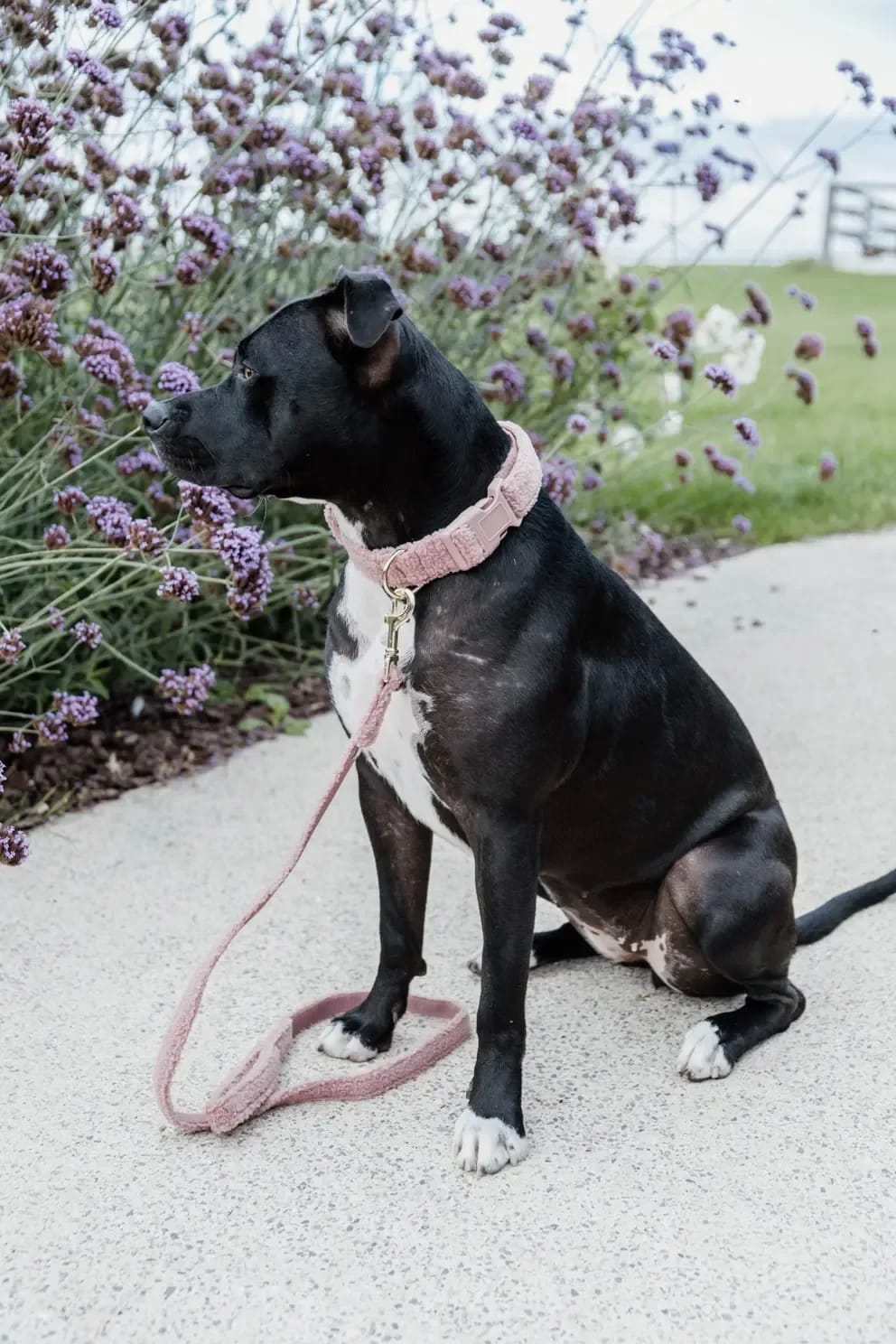 Kentucky Dog Lead Teddy Fleece 120cm