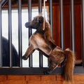 Kentucky Relax Horse Toy Tableux - Løwenborg - Kentucky Horsewear