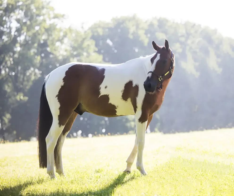Kentucky Relax Horse Toy Alvin - Løwenborg - Kentucky Horsewear