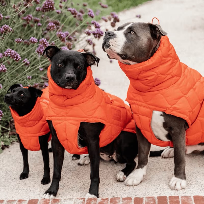 Kentucky Dog Coat Winter Pina