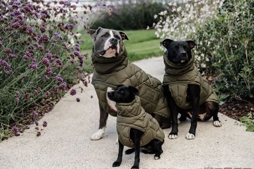 Kentucky Dog Coat Winter Pina - Løwenborg - Kentucky Dogwear