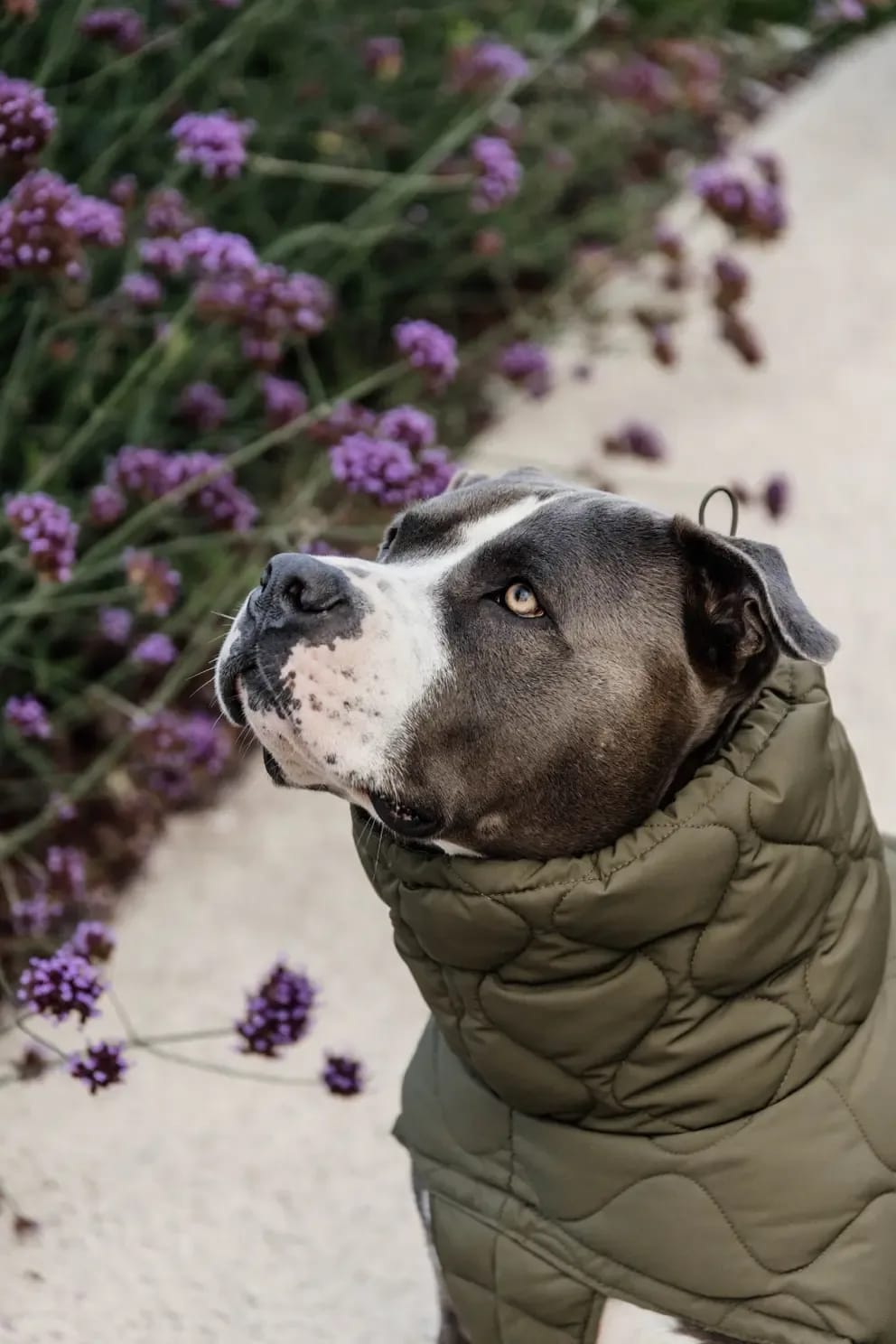 Kentucky Dog Coat Winter Pina - Løwenborg - Kentucky Dogwear
