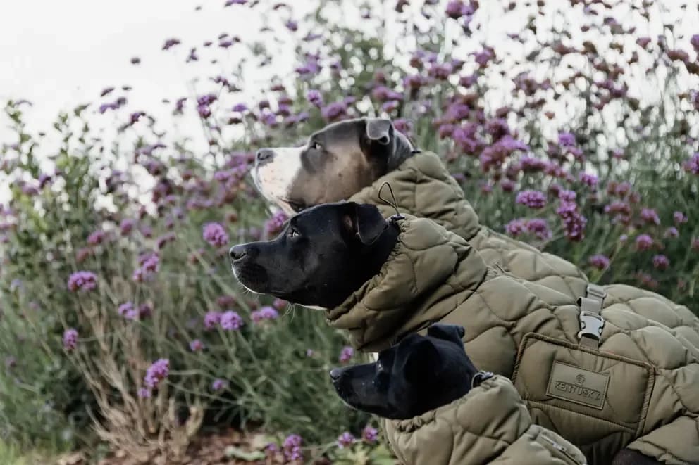 Kentucky Dog Coat Winter Pina - Løwenborg - Kentucky Dogwear