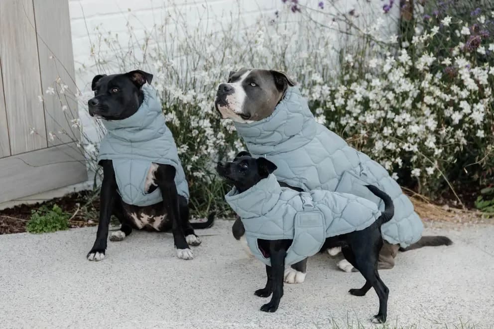 Kentucky Dog Coat Winter Pina - Løwenborg - Kentucky Dogwear