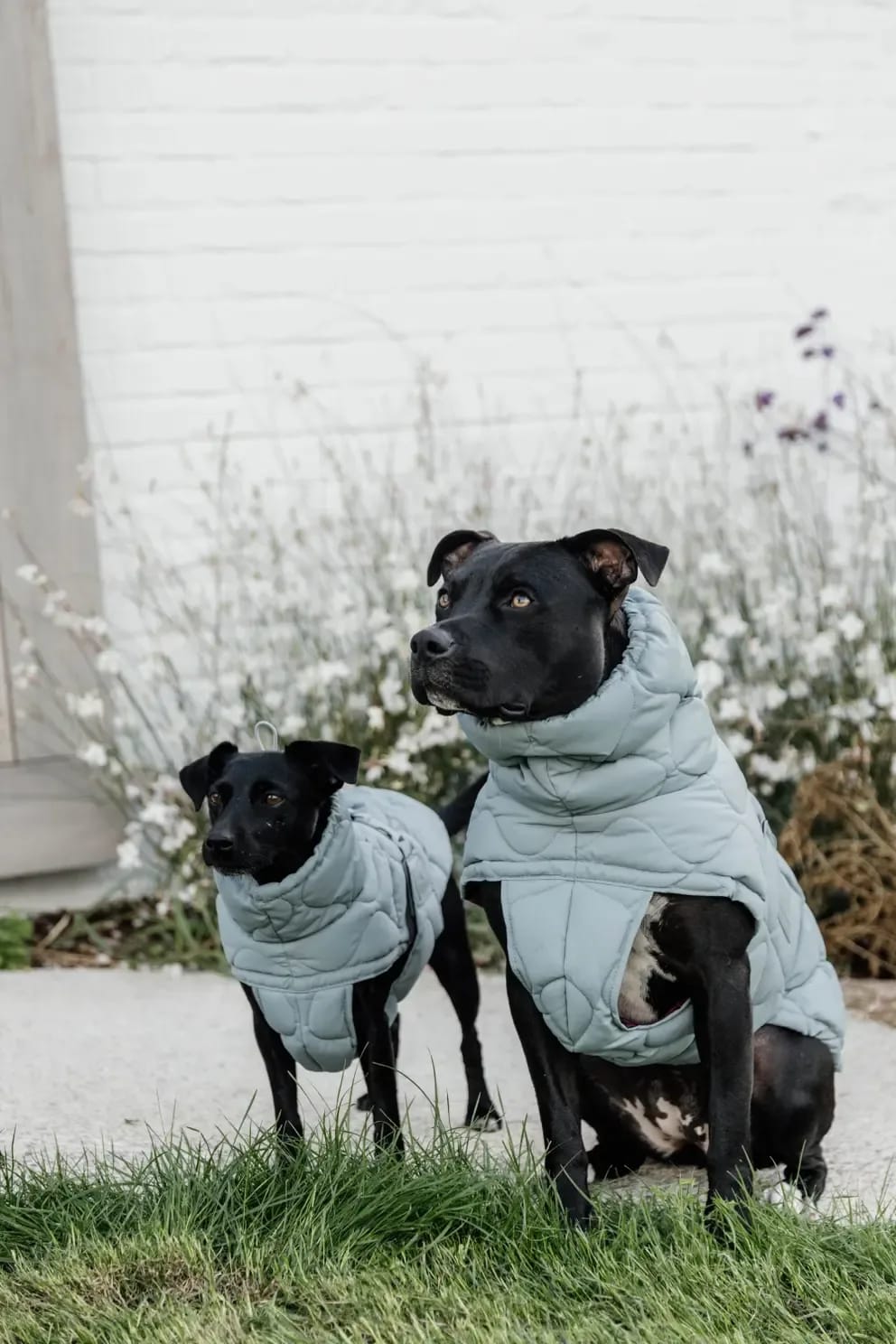 Kentucky Dog Coat Winter Pina - Løwenborg - Kentucky Dogwear