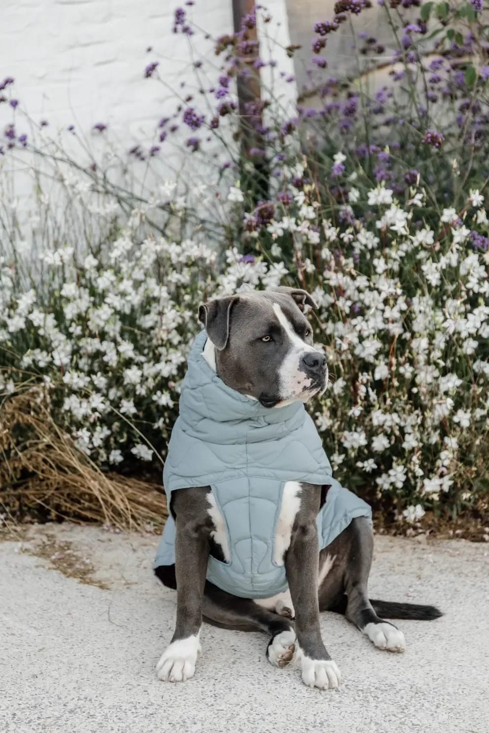 Kentucky Dog Coat Winter Pina - Løwenborg - Kentucky Dogwear