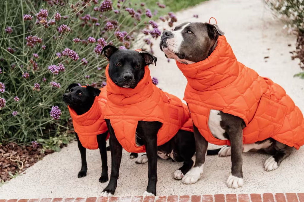 Kentucky Dog Coat Winter Pina - Løwenborg - Kentucky Dogwear