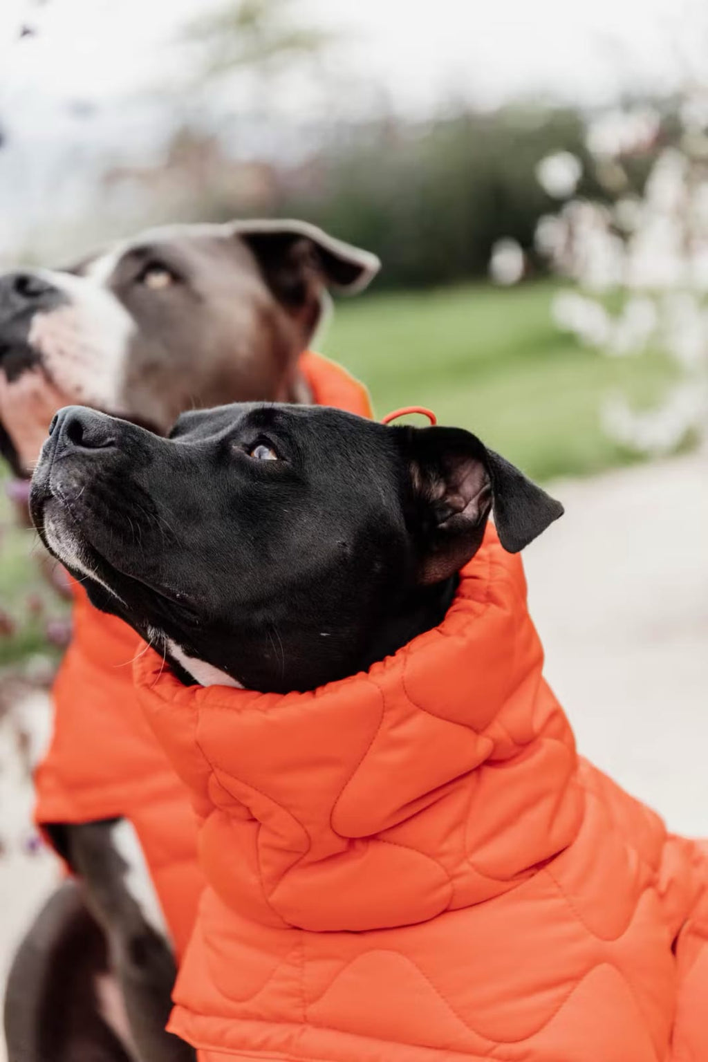 Kentucky Dog Coat Winter Pina - Løwenborg - Kentucky Dogwear