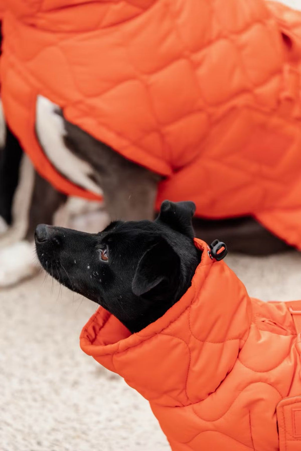 Kentucky Dog Coat Winter Pina - Løwenborg - Kentucky Dogwear
